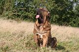 FILA BRASILEIRO 121